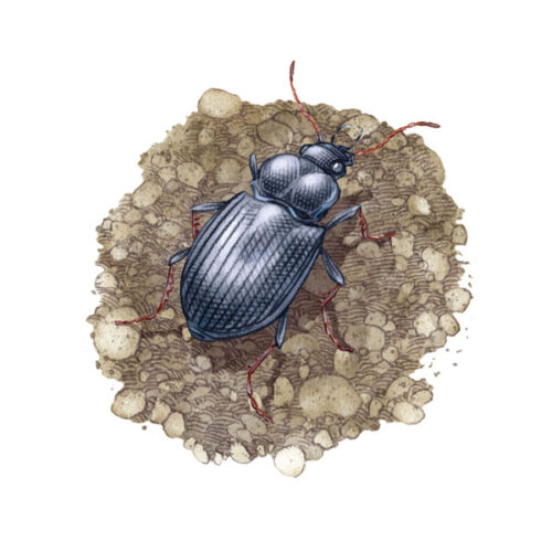 Ground Beetles Are Helpful Garden Insects